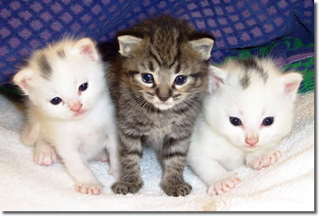 Gatitos