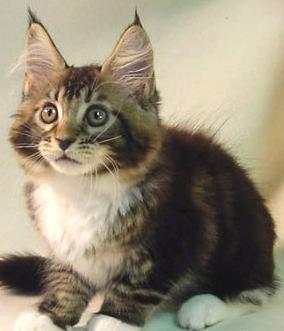 Maine Coon