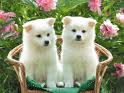 2 perros