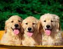 3 perros