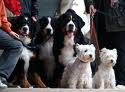 5 perros